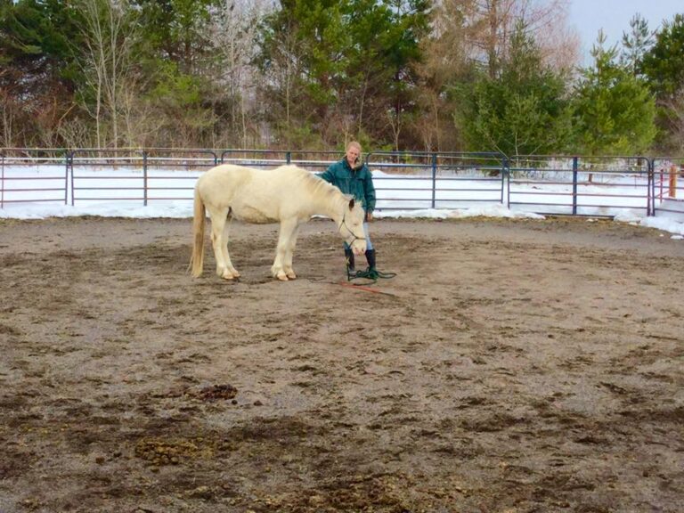 horse 3