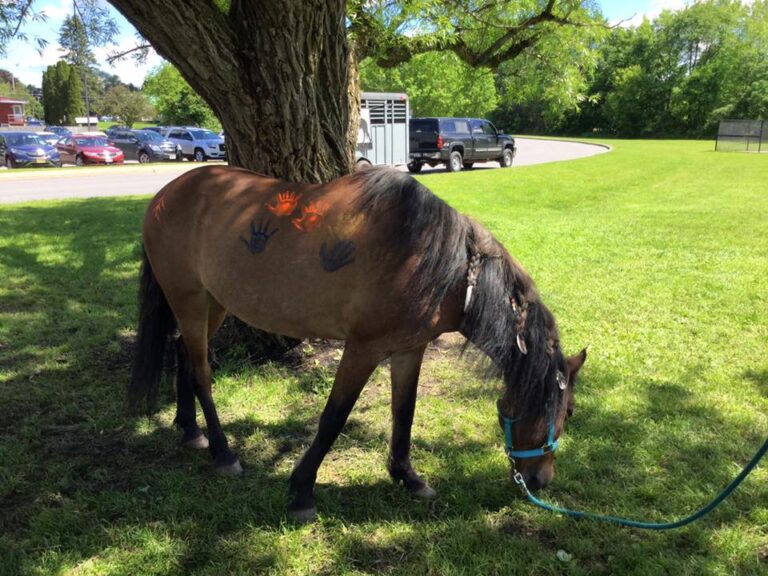 horse 4