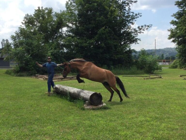 horse 7